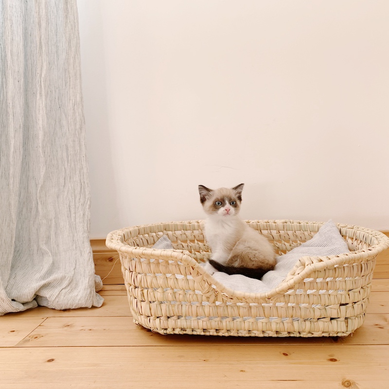 panier-pour-chat-et-chien